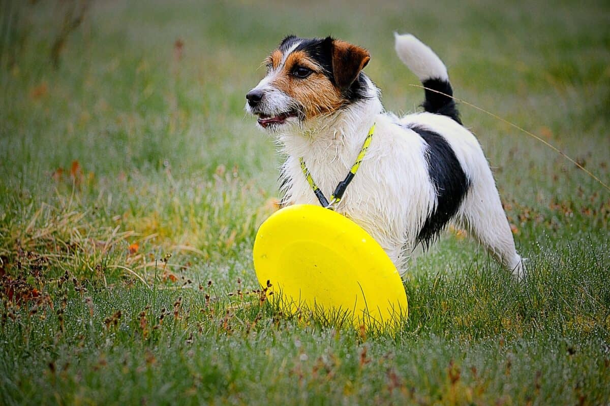 Frisbee-chien-chien-et-son-frisbee-chien-jaune