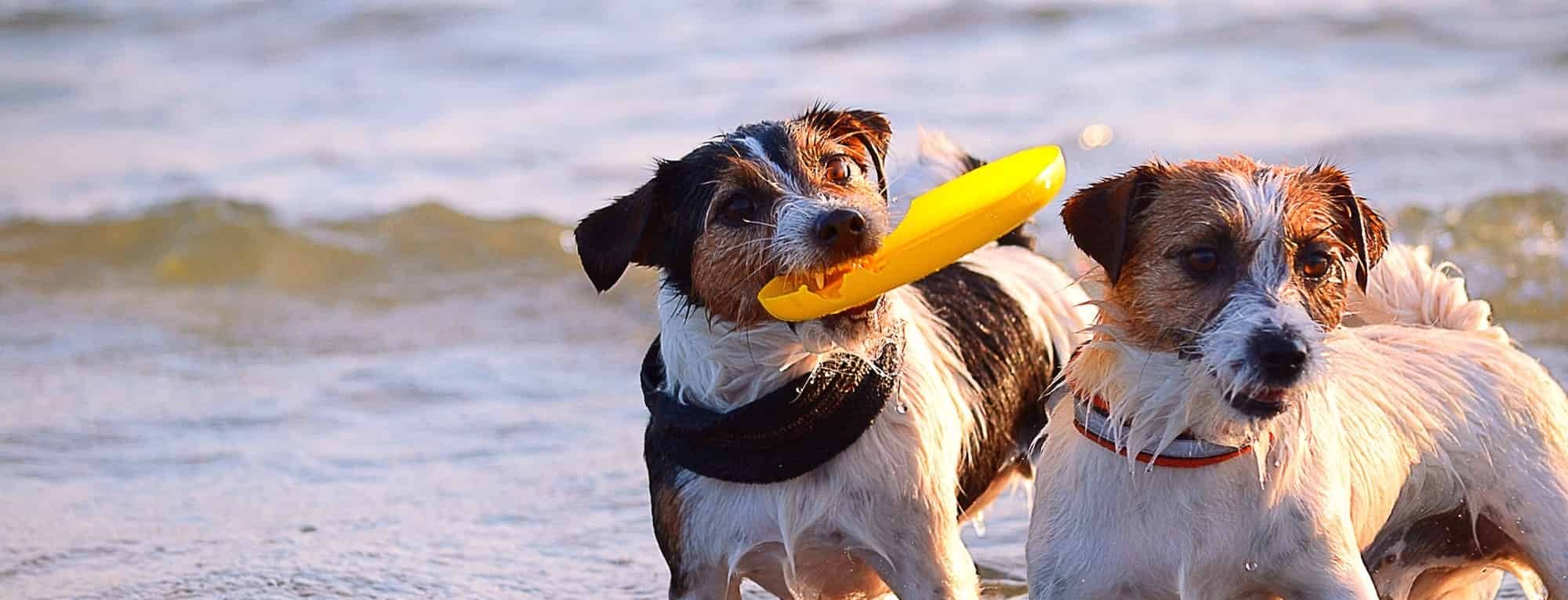 Dogs playing in the ocean