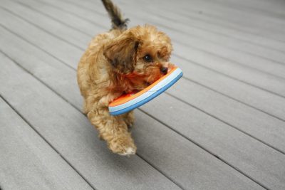 chiot-qui-joue-avec-un-frisbee-en-tissu-frisbee-ultimate