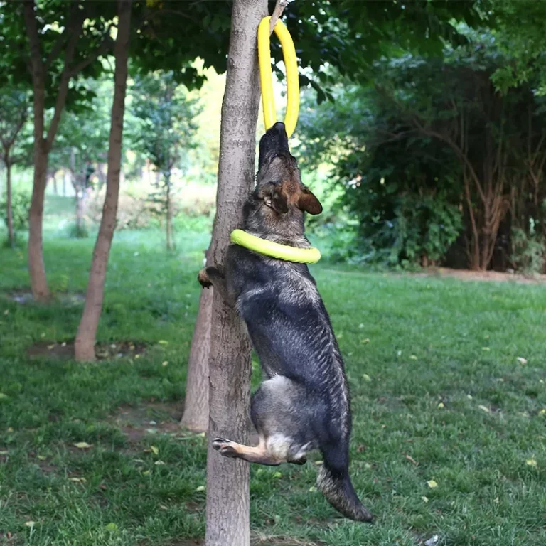 Anneau frisbee à mordiller pour chiens - Chien qui joue avec son anneau frisbee à mordiller